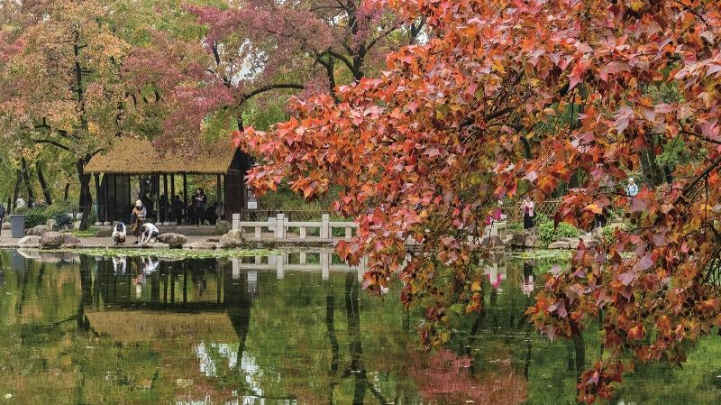 游客观赏天平山红枫