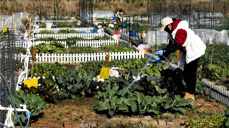 城市人的田园梦 苏州高新区租地种菜成新宠