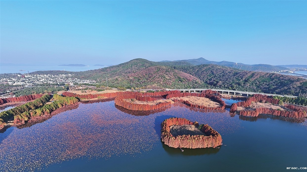 太湖西山岛水杉与湖水相映成景