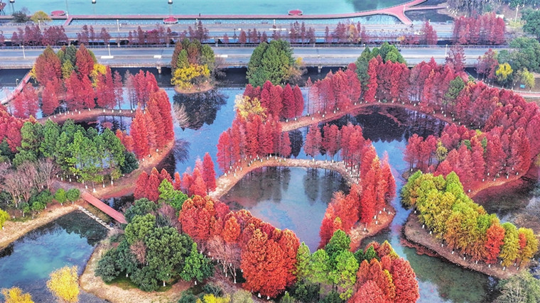 张家港暨阳湖国家生态公园绘就水杉斑斓画卷