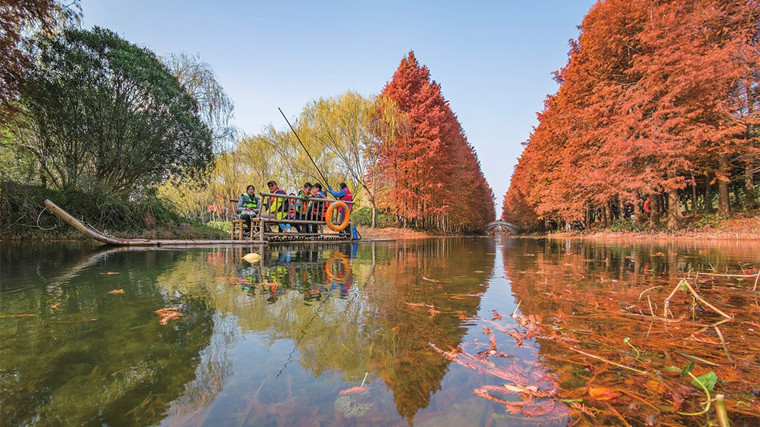 赏虎丘湿地水杉林 邂逅绝美水中红影胜景